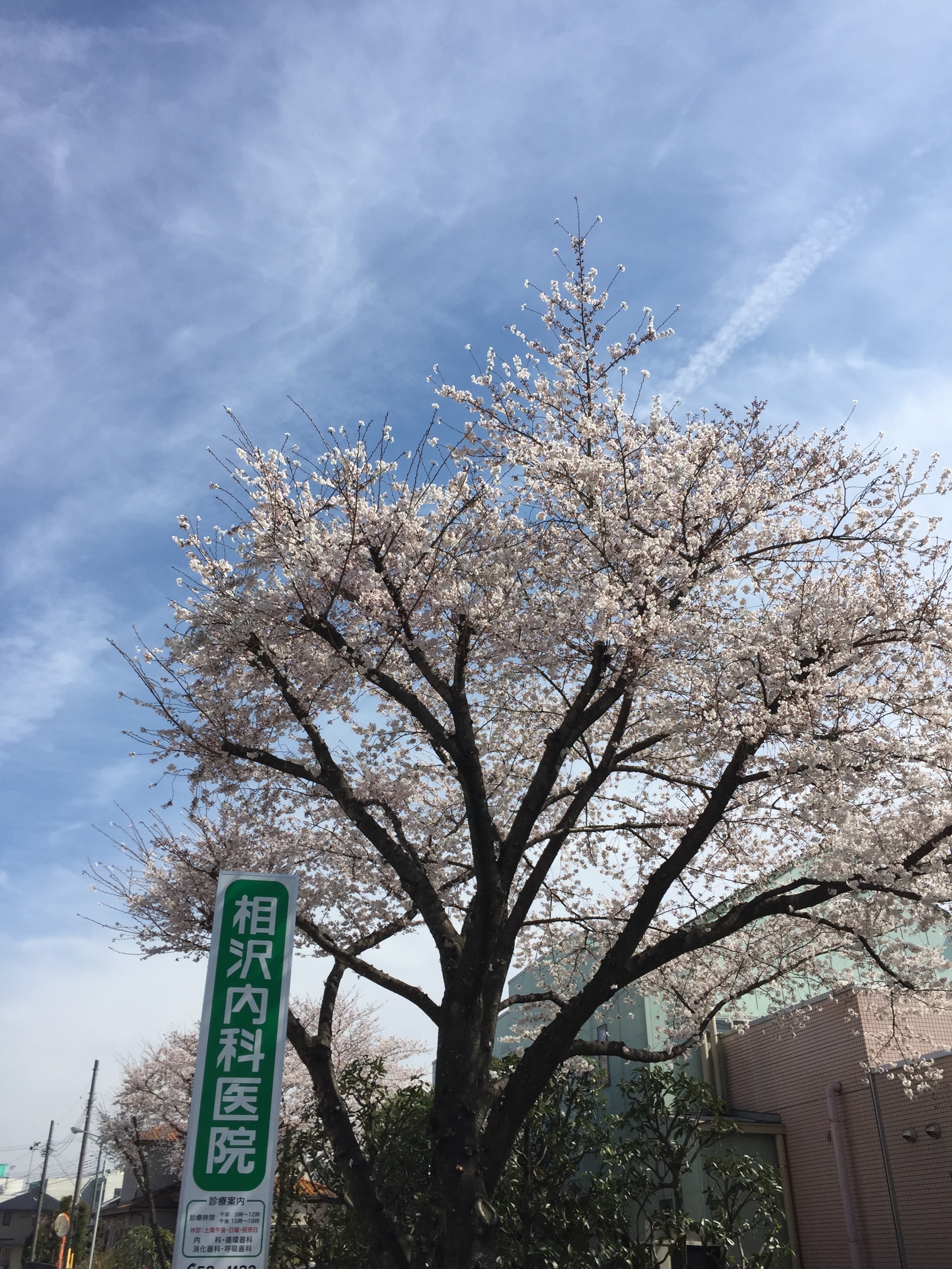 桜