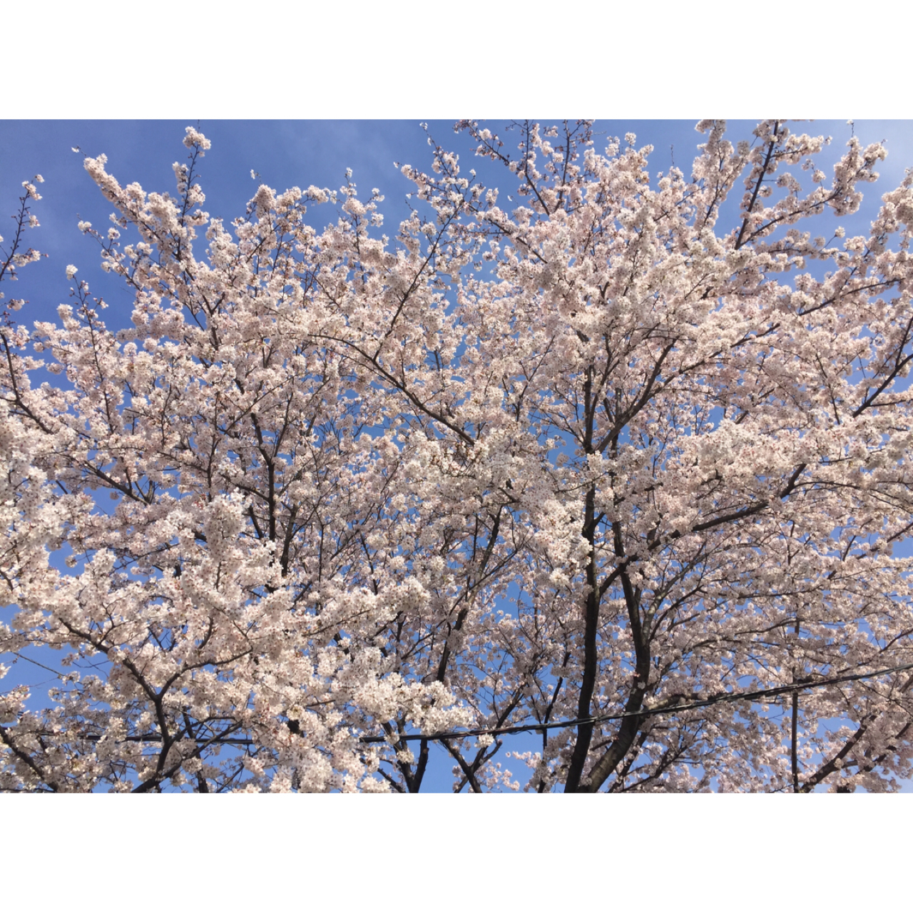 相沢の桜